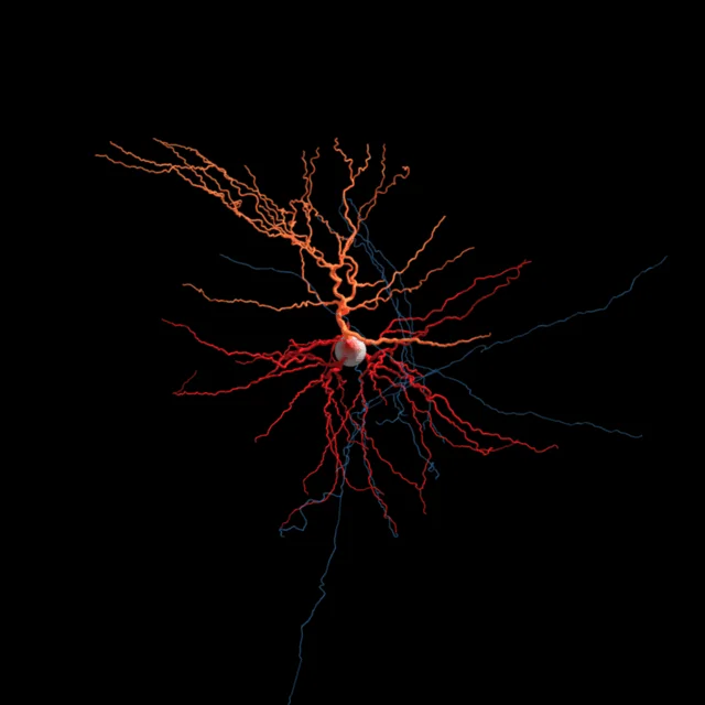 Neurona humana giratòria
